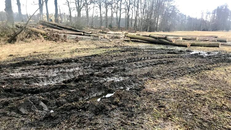 Na podnět pirátských zastupitelů byla zastavena těžba dřeva v přírodní rezervaci Vrbenské rybníky u Českých Budějovic