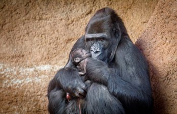 V pavilonu Rezervace Dja v pražské zoo se narodilo první gorilí mládě