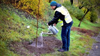 Praha spustí projekt adopce stromů